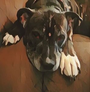 Meet your Posher, Jodi